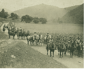 Horses
