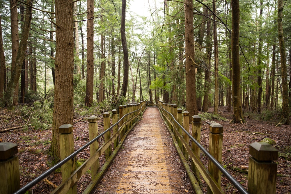 swallow falls state park is the perfect place to spend the day in nature, not far from our Deep Creek Lake Hotel