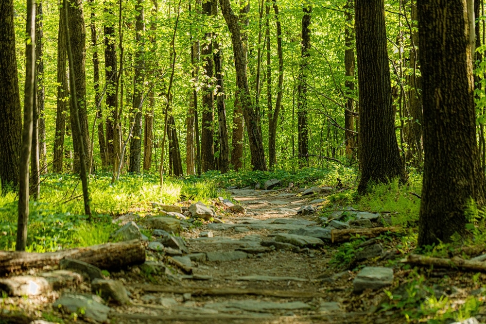 Swallow falls state park is great to visit in every season near our Deep Creek Lake Hotel