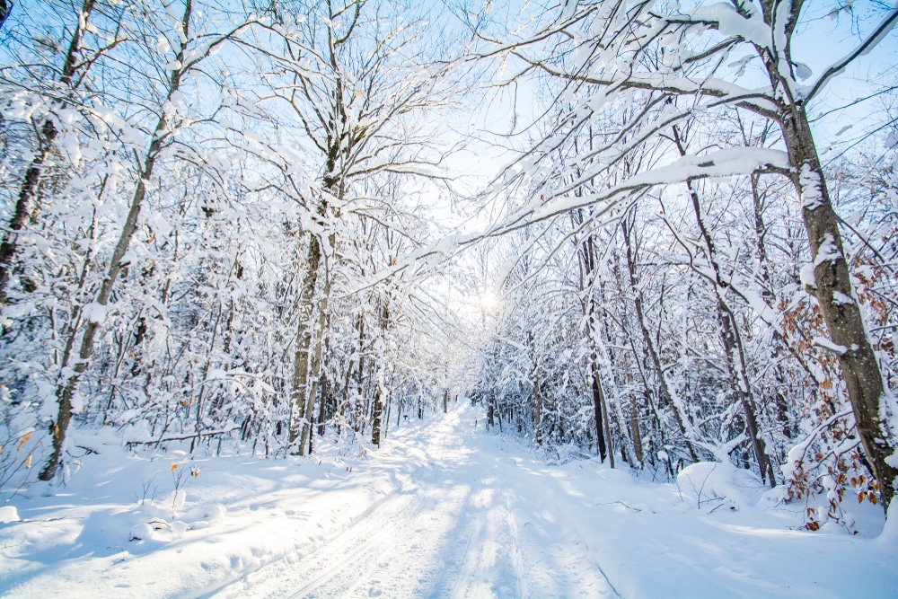 Snow at Savage River State Forest 